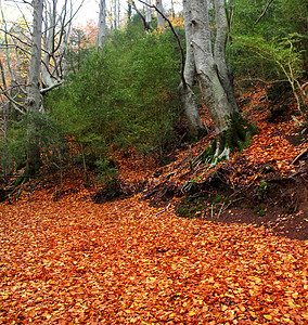 秋天百年的黄蜂树 落下金叶森林树干树木植物公园丛林叶子山毛榉季节树叶图片