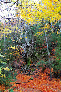 秋天百年的黄蜂树 落下金叶树叶环境树干叶子森林季节山毛榉丛林公园植物图片