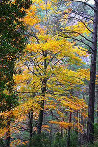 秋天秋天五颜六色的金黄色叶子山毛榉森林树叶环境树干植被橙子树木植物季节公园丛林图片
