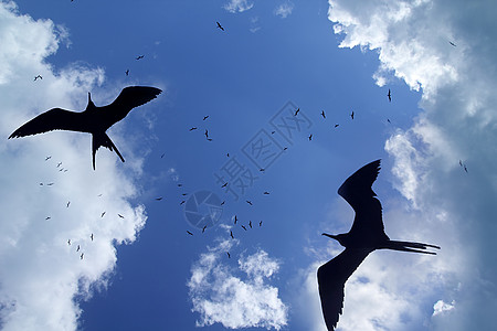 六鳌岛太阳背光繁殖季节 六氟双轮鸟翅膀野生动物海洋环境蓝色羽毛天堂自由航班护卫舰背景