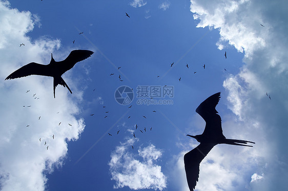 太阳背光繁殖季节 六氟双轮鸟翅膀野生动物海洋环境蓝色羽毛天堂自由航班护卫舰图片