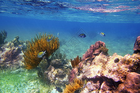 中士 大鱼在墨西哥的加勒比珊瑚礁图片