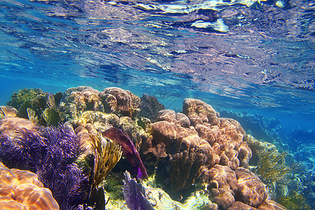 Caribbena珊瑚礁 玛雅里维埃拉多彩异国情调潜水蓝色海滩假期通体生活条纹珊瑚图片