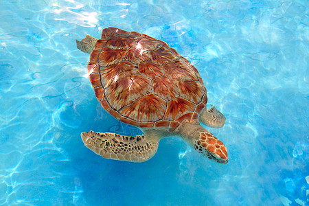 加勒比绿海雪洛尼亚龟龟科环境爬虫动物海滩荒野游泳盐水海龟冒险图片