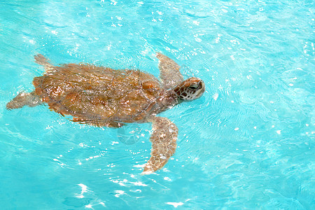加勒比绿海雪洛尼亚龟海龟冒险海滩潜水爬虫呼吸管野生动物游泳龟科热带图片