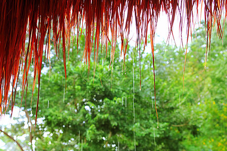 雨林雨林中的丛林小屋雨热带衬套植物地平线环境森林小屋棕榈植被丛林图片