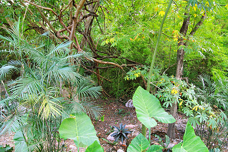 热带雨林 尤卡坦 墨西哥 中美洲地平线情调荒野植被土地风景森林国家热带环境图片