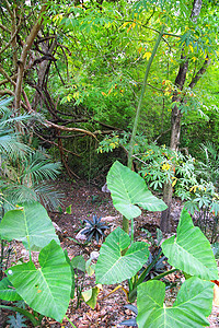 热带雨林 尤卡坦 墨西哥 中美洲衬套异国植被热带情调风景国家植物丛林树木图片