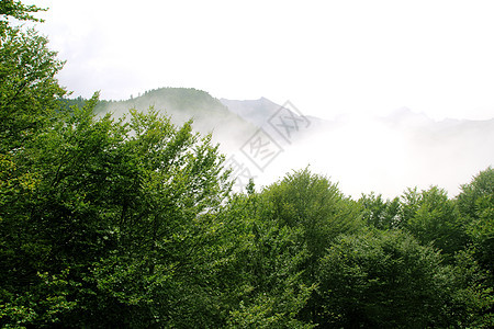 森林雾风景的自然性质风暴松树季节植物树干植被丛林荒野绿色植物森林图片