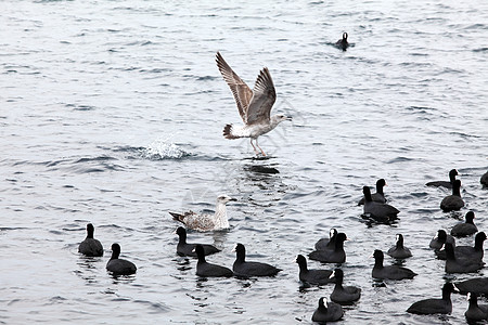 海浪中的黑鸭 Pampean潜水动物野生动物荒野鸭子羽毛翅膀水禽背景图片