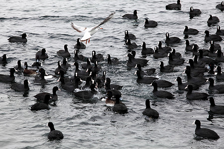 海浪中的黑鸭 Pampean潜水野生动物动物翅膀水禽羽毛鸭子荒野背景图片