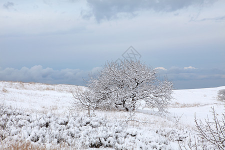 云层下方的树上的白雪冻结天空森林蓝色季节土地天气孤独场地场景图片