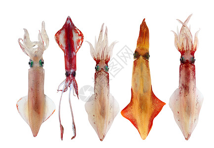 斯奎德洛利戈在一连串海鲜中粗俗烹饪喷射海洋动物钓鱼市场头足类眼睛橙子墨水图片