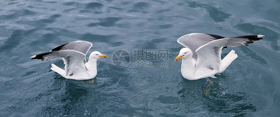 蓝海洋上活跃的海沟海鸥海浪天空飞行自由翅膀团体空气动物环境荒野图片