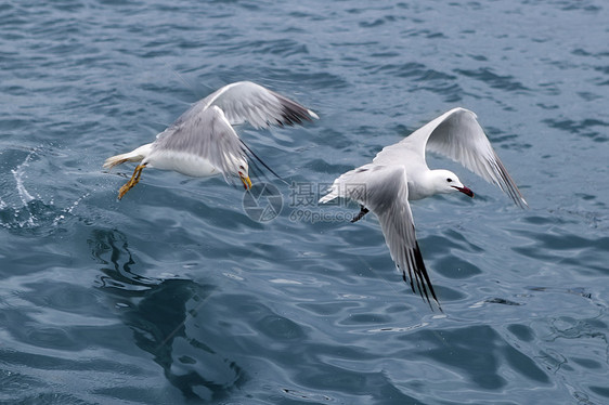 蓝海洋上活跃的海沟海鸥航班自由空气鸟类荒野蓝色海鸟飞行海滩海岸图片