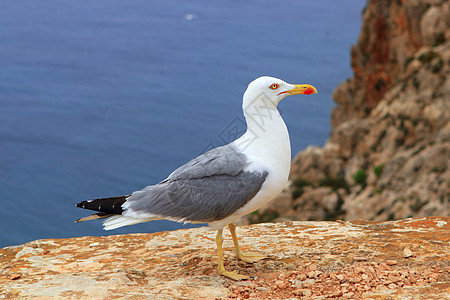 黄单海鸥形成于岩石状海山图片