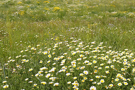 黄色花朵绿绿色自然草地植物学植物园艺花园牧场叶子荒野生长环境野花图片
