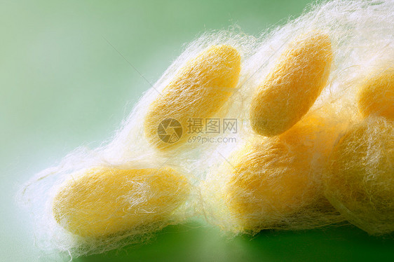 长在丝虫网上的牙线材料昆虫胶囊纤维养蚕业丝绸幼虫墙纸纺织品图片