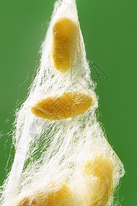 绿色的黄色丝加工编织纺织品胶囊昆虫材料牙线墙纸养蚕业丝绸图片