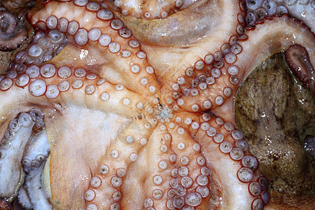 章鱼天顶管纹理生物市场钓鱼笨蛋海洋食物乌贼销售头足类营养图片