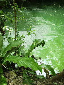 玛雅丛林马雅Maya丛林石笋石头水池通体岩石旅游旅行文化洞穴学图片