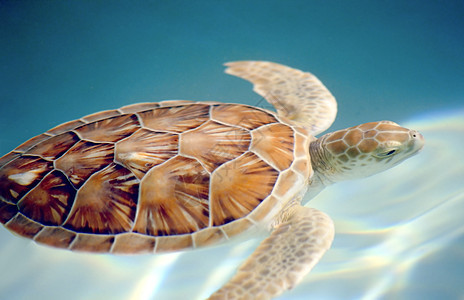 蜂蜜海龟运动模糊地在水下游动图片