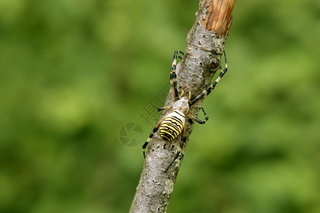 树上黑色和黄色条纹蜘蛛图片