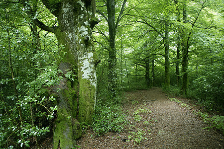 Beech 绿色魔法林林林公园叶子植被山毛榉季节环境阳光太阳植物反射图片