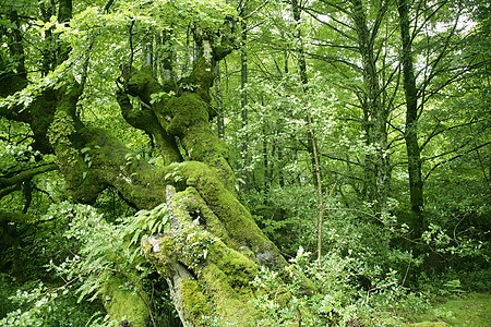 Beech 绿色魔法林林林季节植物树干公园森林叶子阳光太阳环境丛林图片