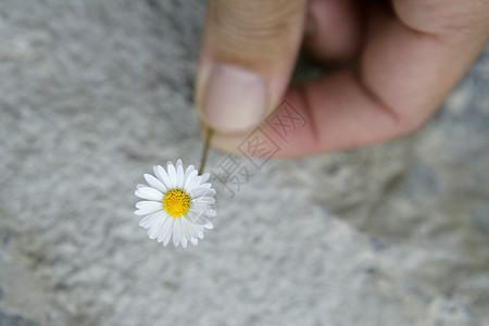 Daisy 花朵在人手中的宏细节图片