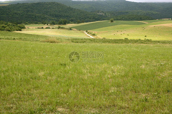 森林草原的绿林中多云的一天植物天气牧场土地天空季节场地花朵地形风景图片