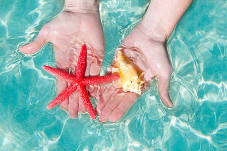 热带水中的手头海星和贝壳支撑反射宏观热带阴影阳光海滩情调海岸橙子图片