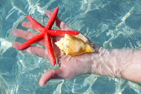 手持海星和热带水中的贝壳图片