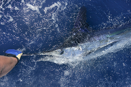 美丽的白马林 真正的长鱼钓鱼乐趣蓝色旗鱼海滩海洋生物热带闲暇账单标签运动图片