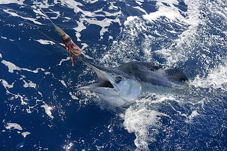 美丽的白马林 真正的长鱼钓鱼蓝色海洋运动海洋生物闲暇热带游戏嘴鸟标签锦标赛图片