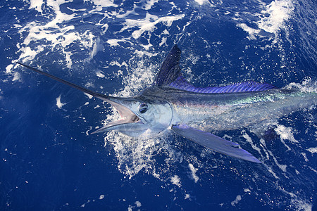 美丽的白马林 真正的长鱼钓鱼乐趣游戏海洋蓝色锦标赛标签闲暇嘴鸟运动旗鱼图片