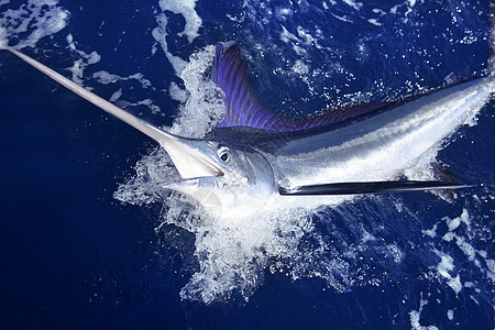 大西洋白马林大型游戏运动钓鱼旗鱼旅行动物账单食物海洋生物嘴鸟闲暇蓝色海洋图片