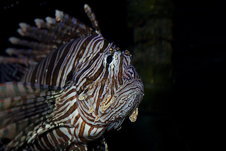 水族馆的狮子鱼捕食者情调异国狮子羽毛危险怪物盐水翼龙热带图片