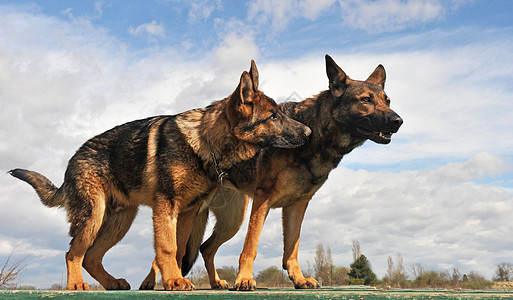 德国牧羊人天空犬类动物衣领牧羊犬灰色宠物蓝色女性哺乳动物图片