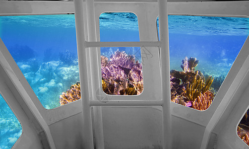 从水下潜水艇观测热带珊瑚礁情况图片