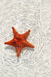 浅水中的大尾鱼橙子阳光天堂异国热带星星海浪支撑地平线海岸线情调图片