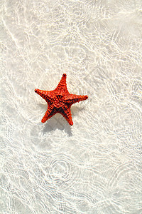 浅水中的大尾鱼橙子情调热带支撑海浪阴影地平线阳光宏观异国星星图片
