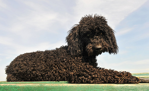 黑狗犬类黑色宠物动物小狗图片