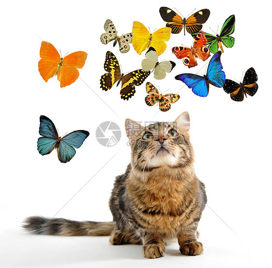 年轻的挪威猫和蝴蝶图片