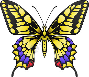白色上隔离的黄大黄马查翁蝴蝶图片