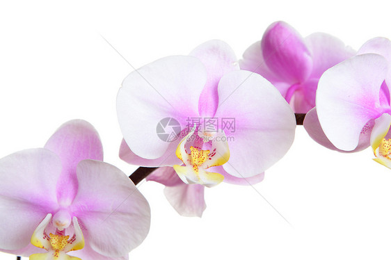 白花兰花粉色花瓣卡片展示叶子花束白色礼物热带温泉图片