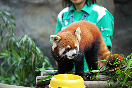 红熊猫森林濒危动物园生物生活环境哺乳动物竹子叶子动物图片