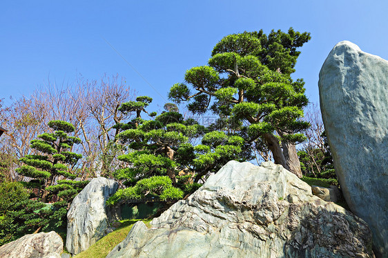 中国菜园池塘晴天植物园林锦鲤喷泉绿色植物公园照片植物学图片