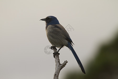 佛罗里达Scrub Jay高清图片