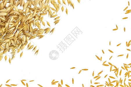 白底燕麦的根茎和框架图片